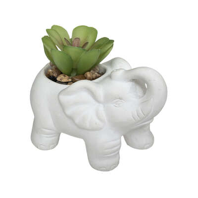 181499    PLANTE CIM ELEPHANT H10