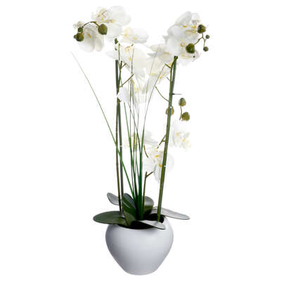 136510B ORCHIDEE VASE CRMQ BLANC H.53