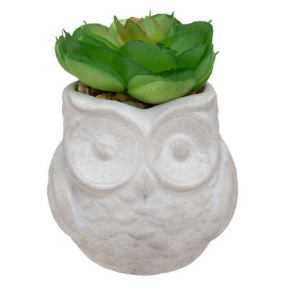 167204  SUCCULENTE POT HIBOU H8